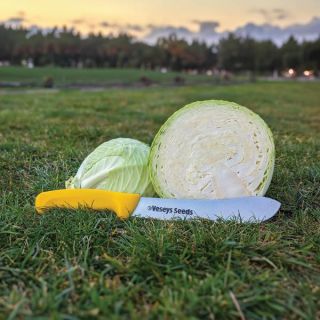 Expectation Cabbage Thumbnail